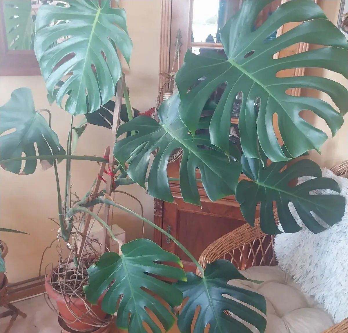 Monstera pokojová květina