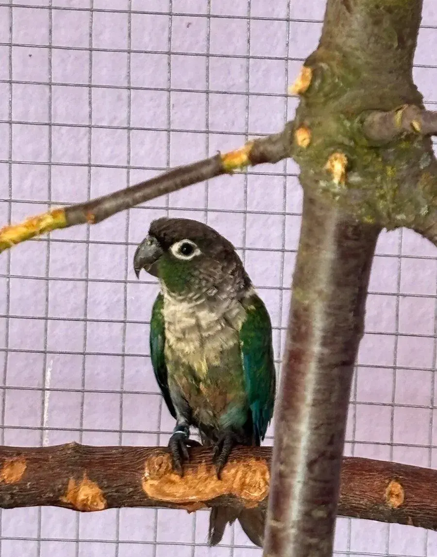 Pyrura zelenolici