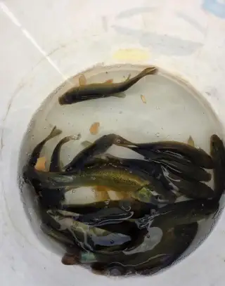 Násada lína a kapra