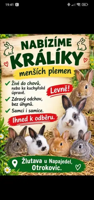 Králíci samci,samice 2026