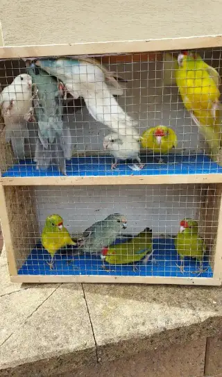 Kakariki