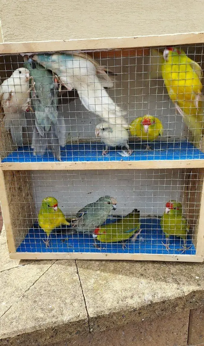 Kakariki