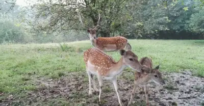 Daňci