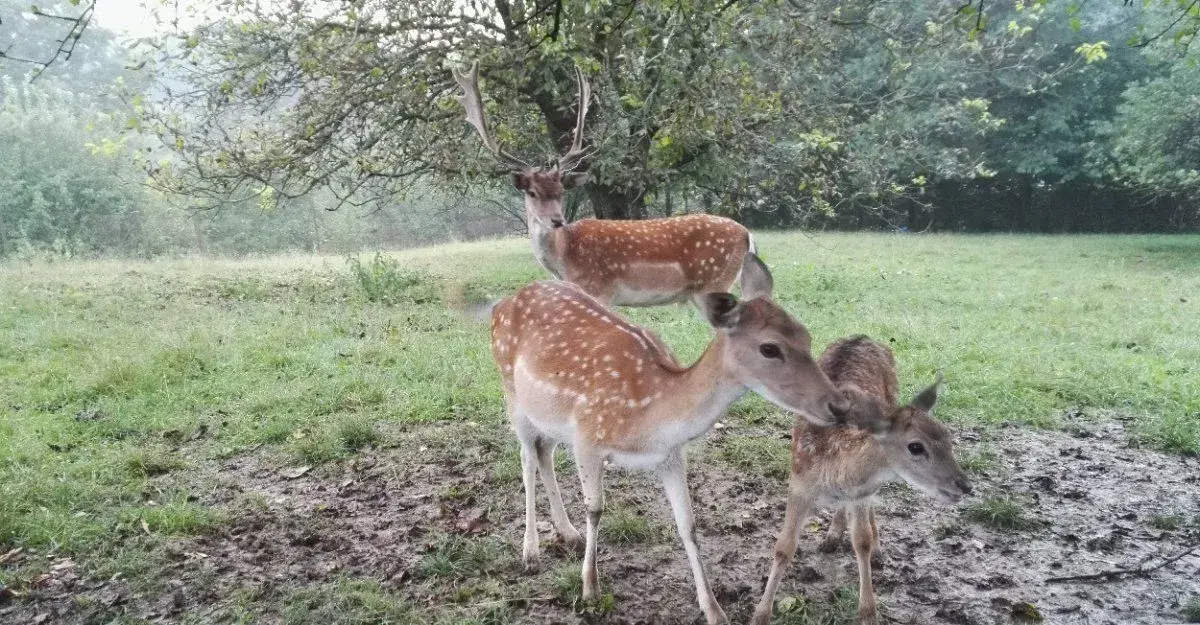 Daňci