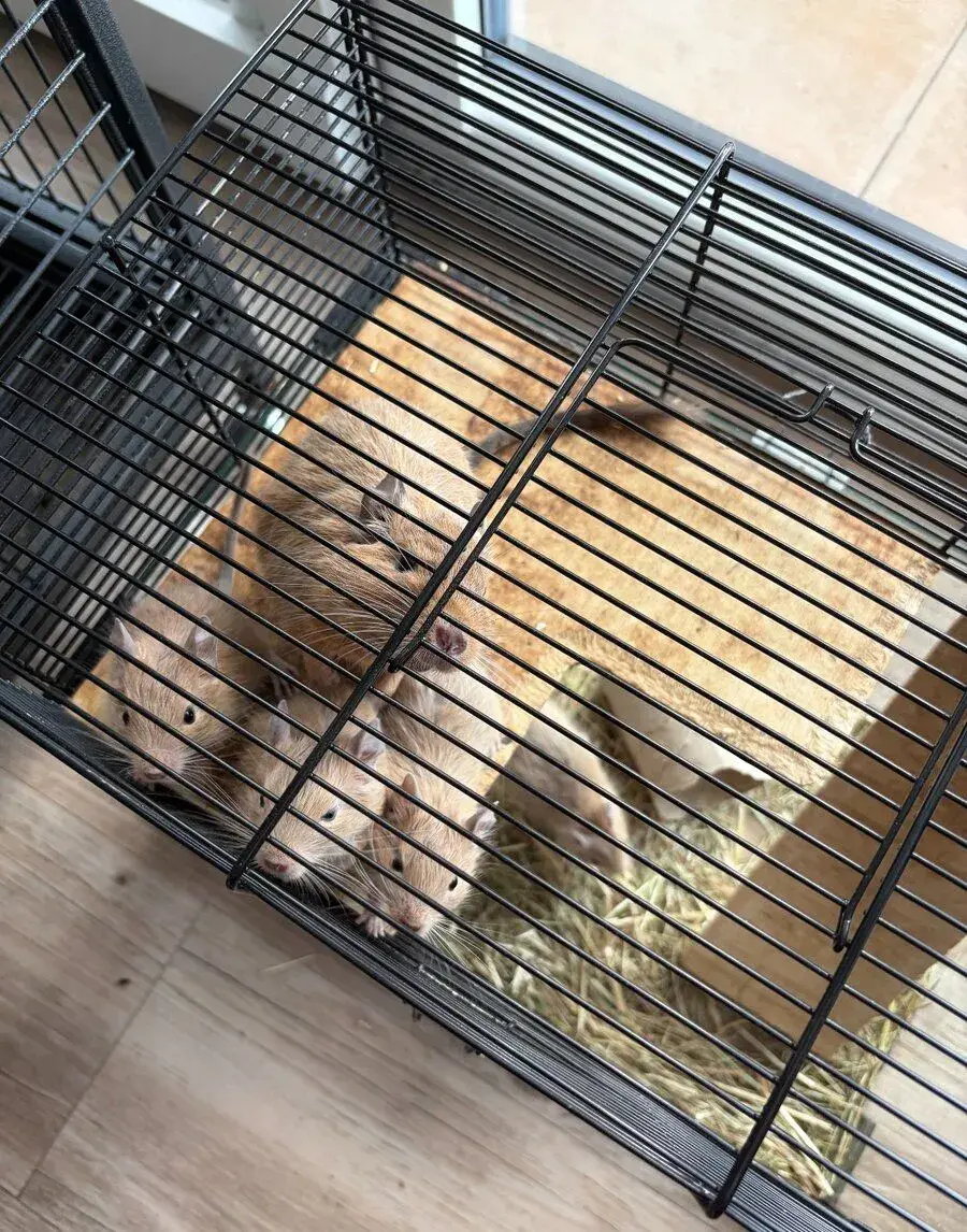 daruji osmáky degu