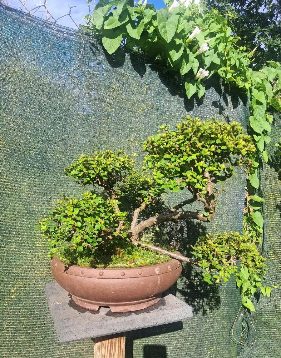 Bonsaj,bonsai