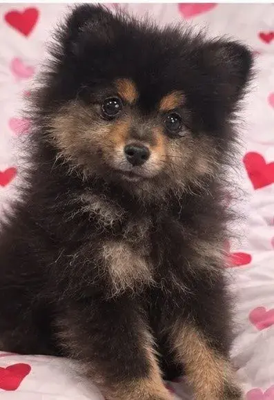 pomeranian