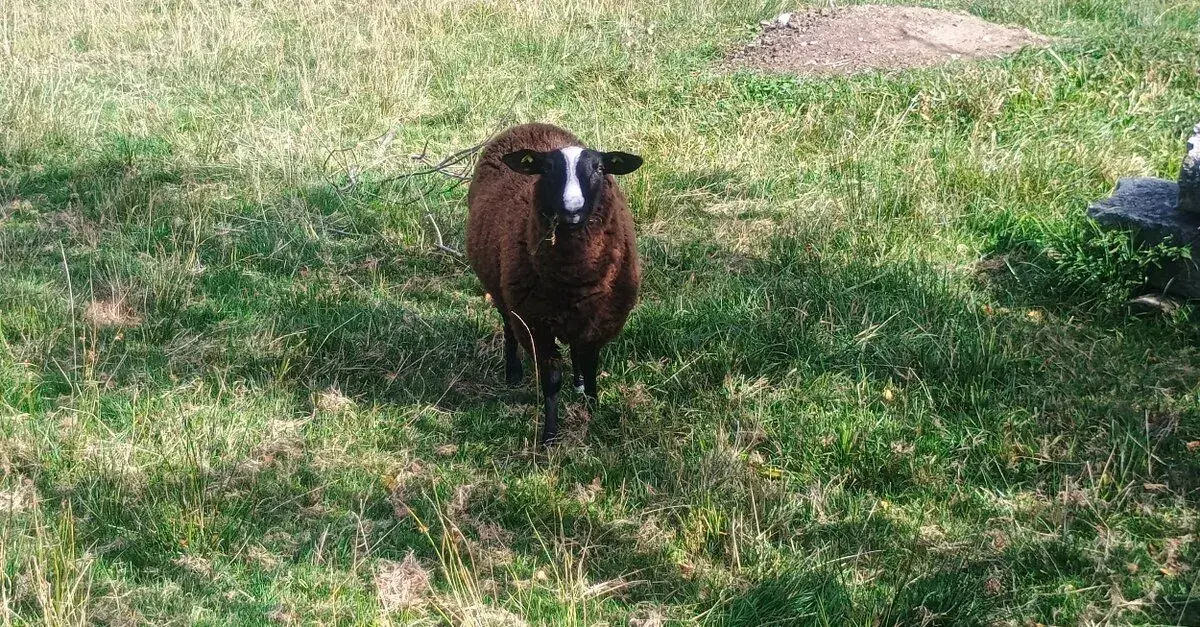 Jehňata Zwartbles