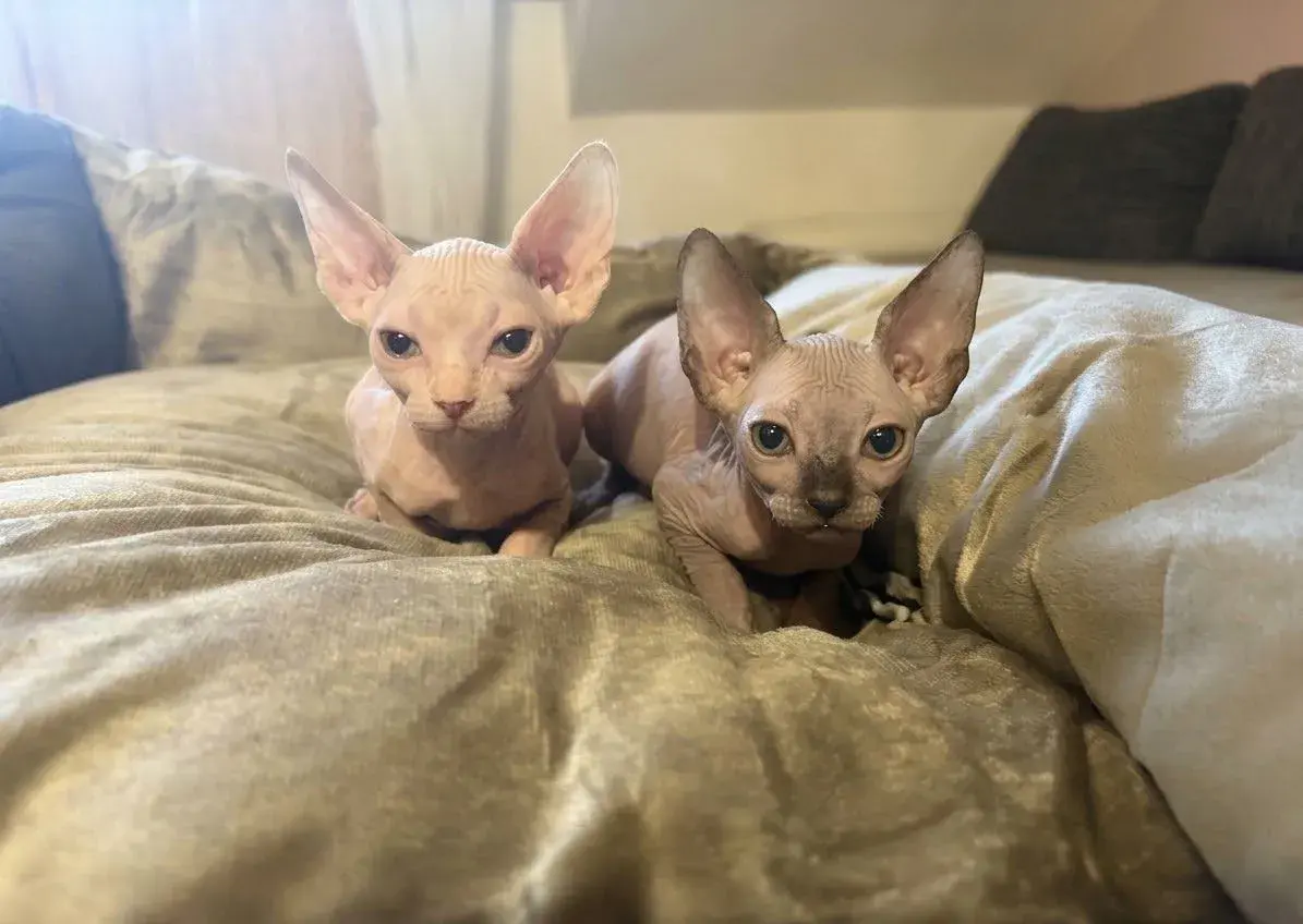 Kanadské sphynx holcicka bez Pp