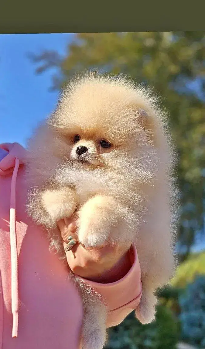 Pomeranian