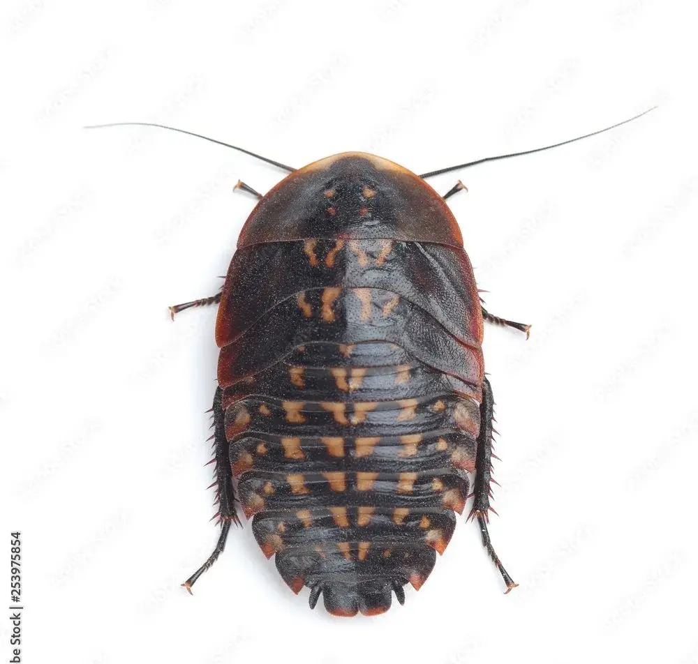 Šváb smrtihlav (Blaberus craniifer)
