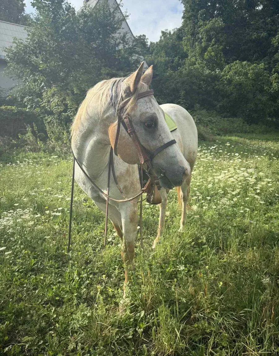 NEJ domov pro 14ti letého valáška appaloosa