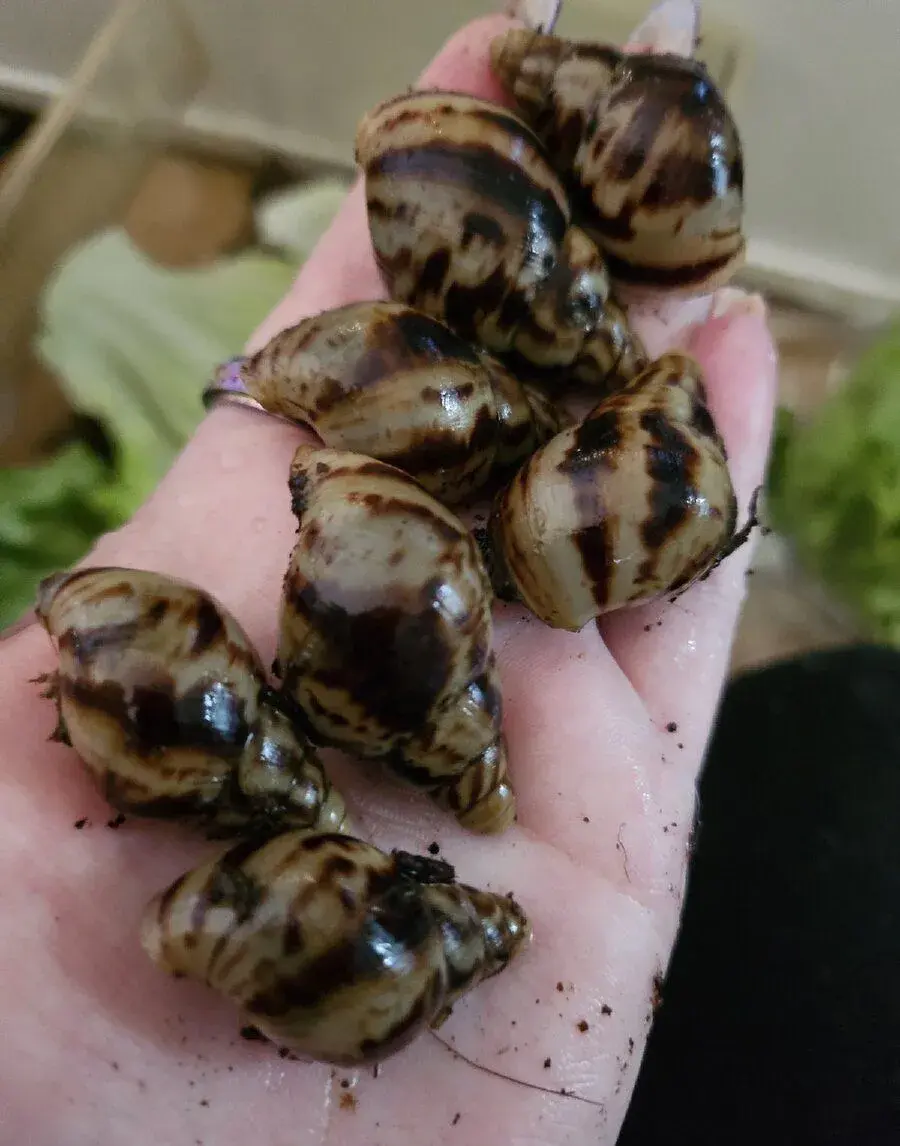 Oblovka síťovaná (Lissachatina reticulata)