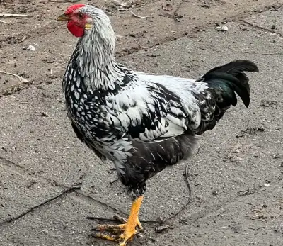 Kohout Wyandot