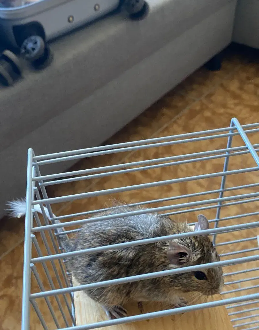 osmáčk degu