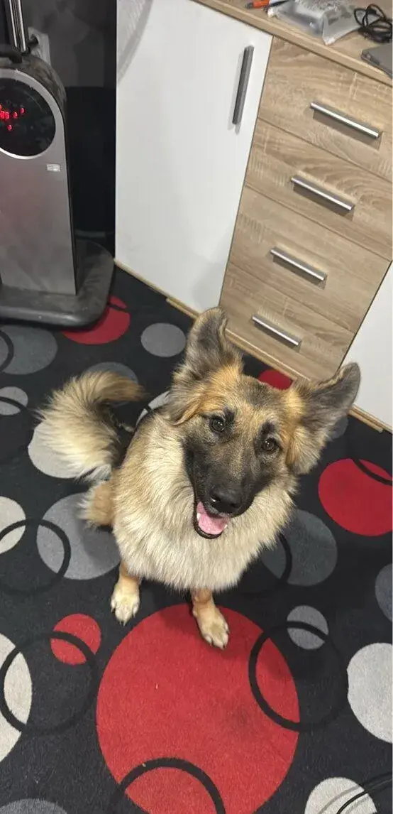 Adopce pejska