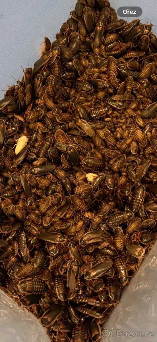 Kolonie šváb argentinský Blaptica dubia