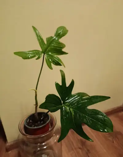 Philodendron Florida Green – mladá zakořeněná rostlina