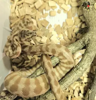 Krajty kobercové, Morelia spilota caramel
