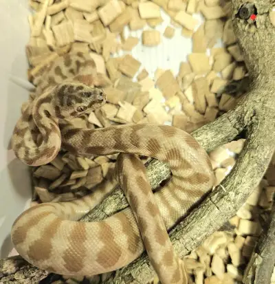 Krajty kobercové, Morelia spilota caramel