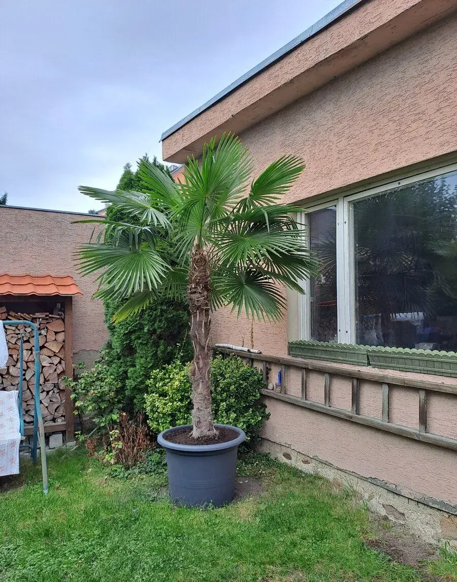 Palma Trachycarpus fortunei