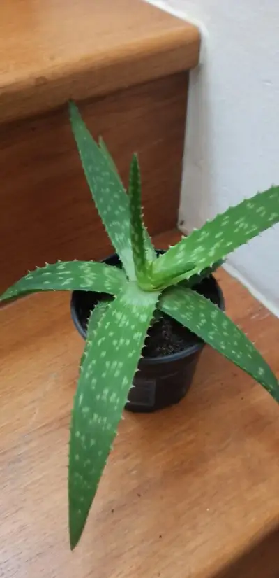 Aloe vera