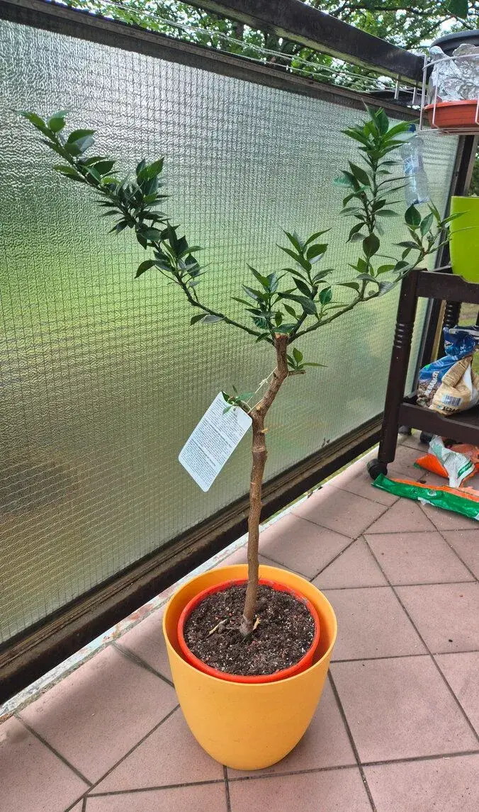 Pomerančovník Citrus myrtifolia Chinotto