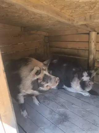 Kune Kune