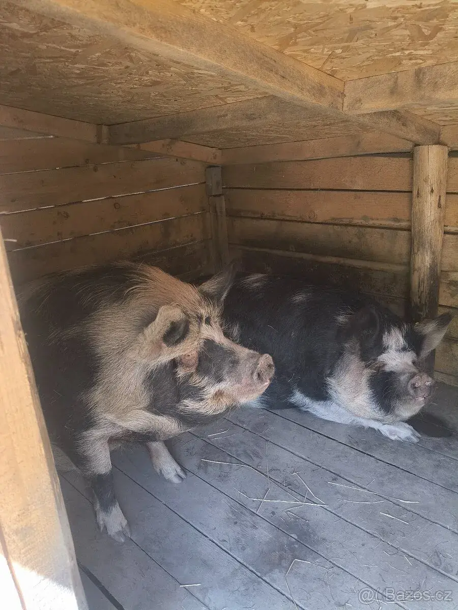 Kune Kune