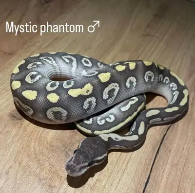Krajta královská (Python regius)–mladé z letošního roku 2026