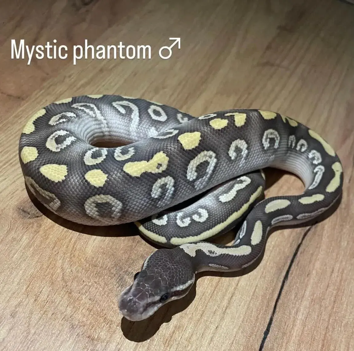 Krajta královská (Python regius)–mladé z letošního roku 2026