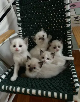Ragdoll kotatka