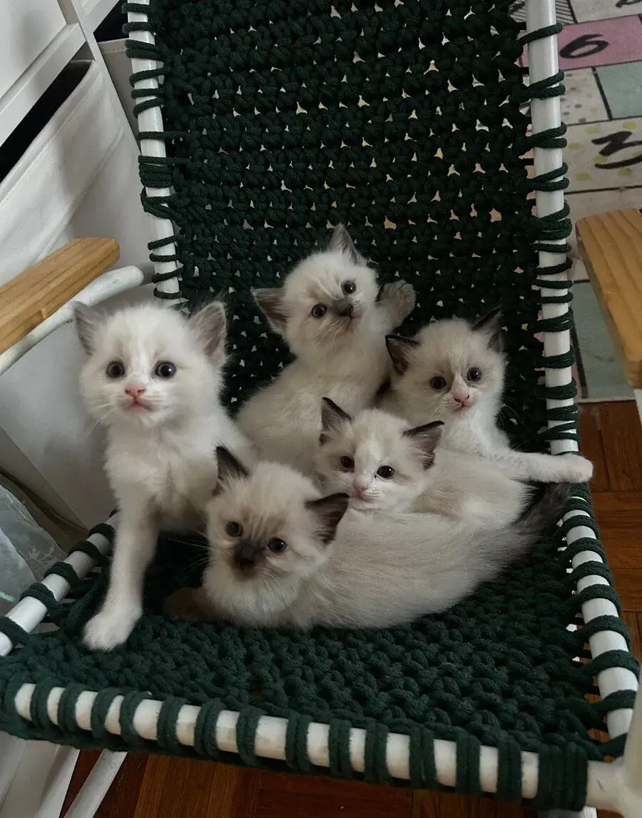 Ragdoll kotatka