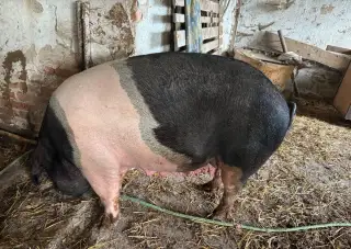 Přeštická svině
