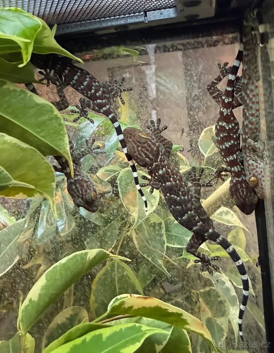 Gekon obrovský / Gekko gecko