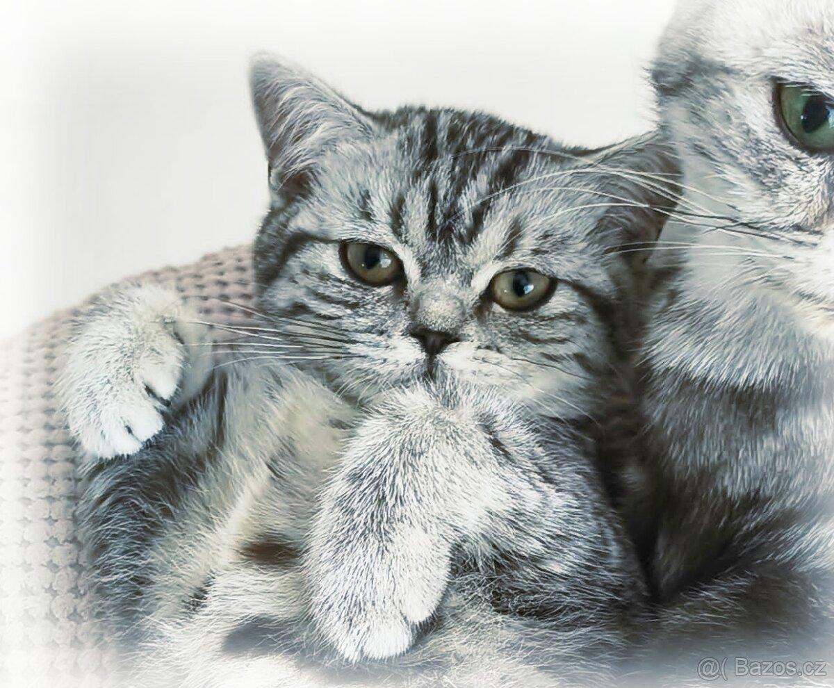 Britská stříbřitá koťátka s PP - whiskas