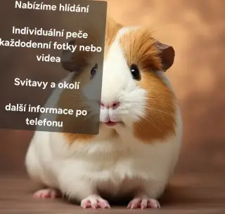 Hlídání