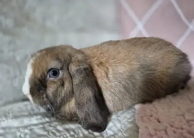 Modrooký minilop sameček Quenzo