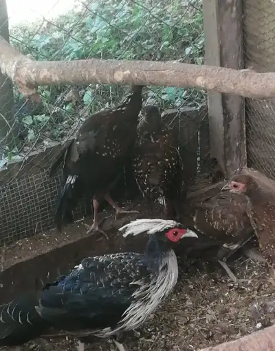 Bažant letošní Bažanti belochocholatí a sedlaty
