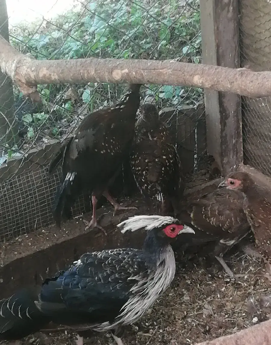 Bažant letošní Bažanti belochocholatí a sedlaty