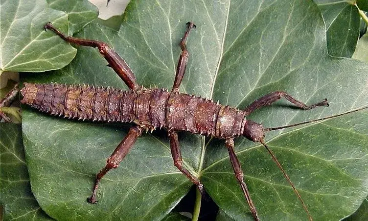 Strašilka ostruhatá ( Eurycantha calcarata)