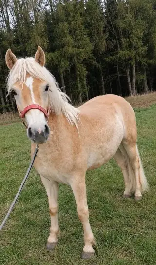 Hafling klisna