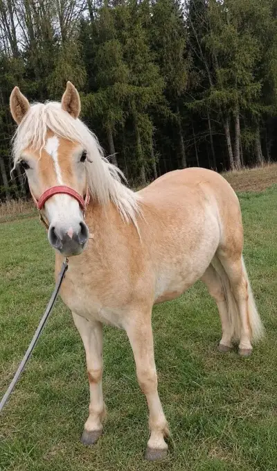 Hafling klisna