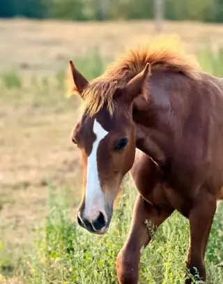 Hřebeček Welsh Cob D