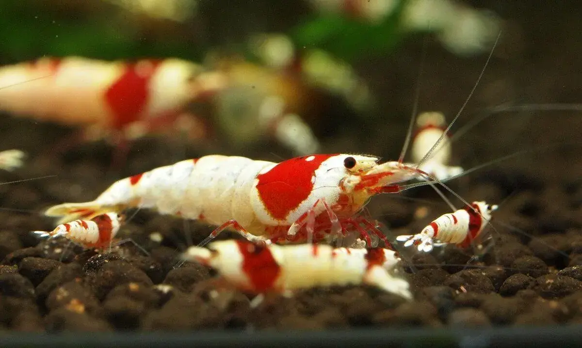 Krevetky caridina crystal red PRL SS