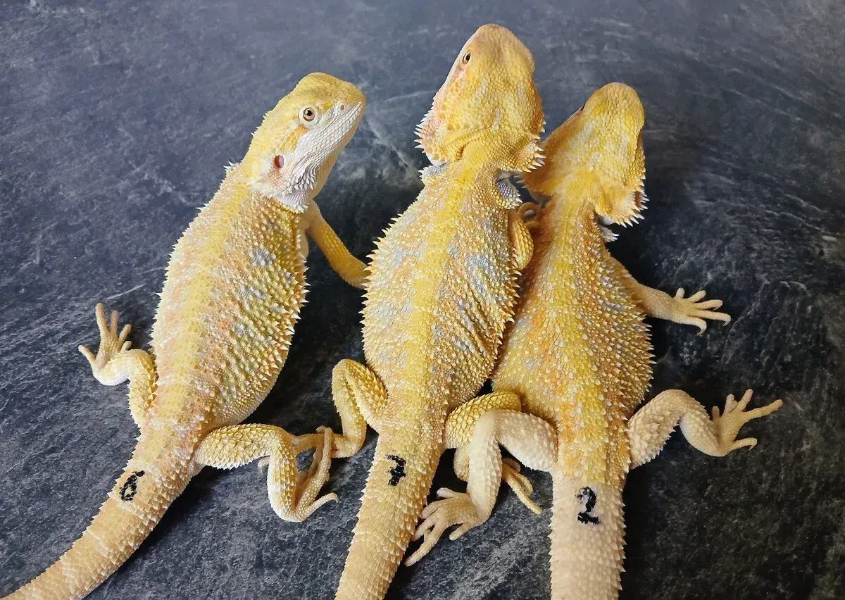 Agama vousata