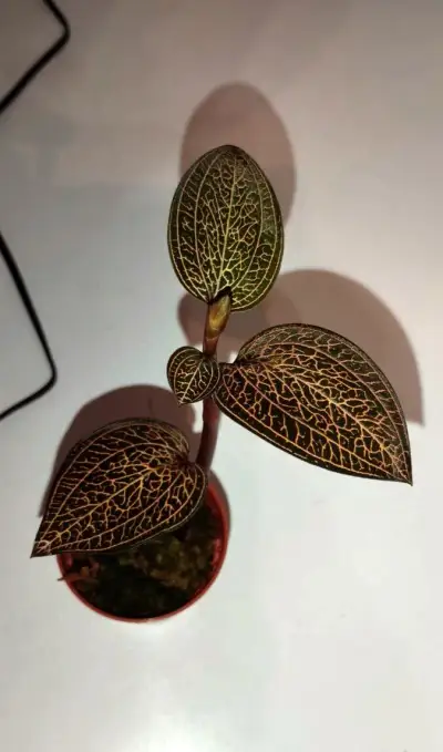 Ludisia Discolor "Copper Web"