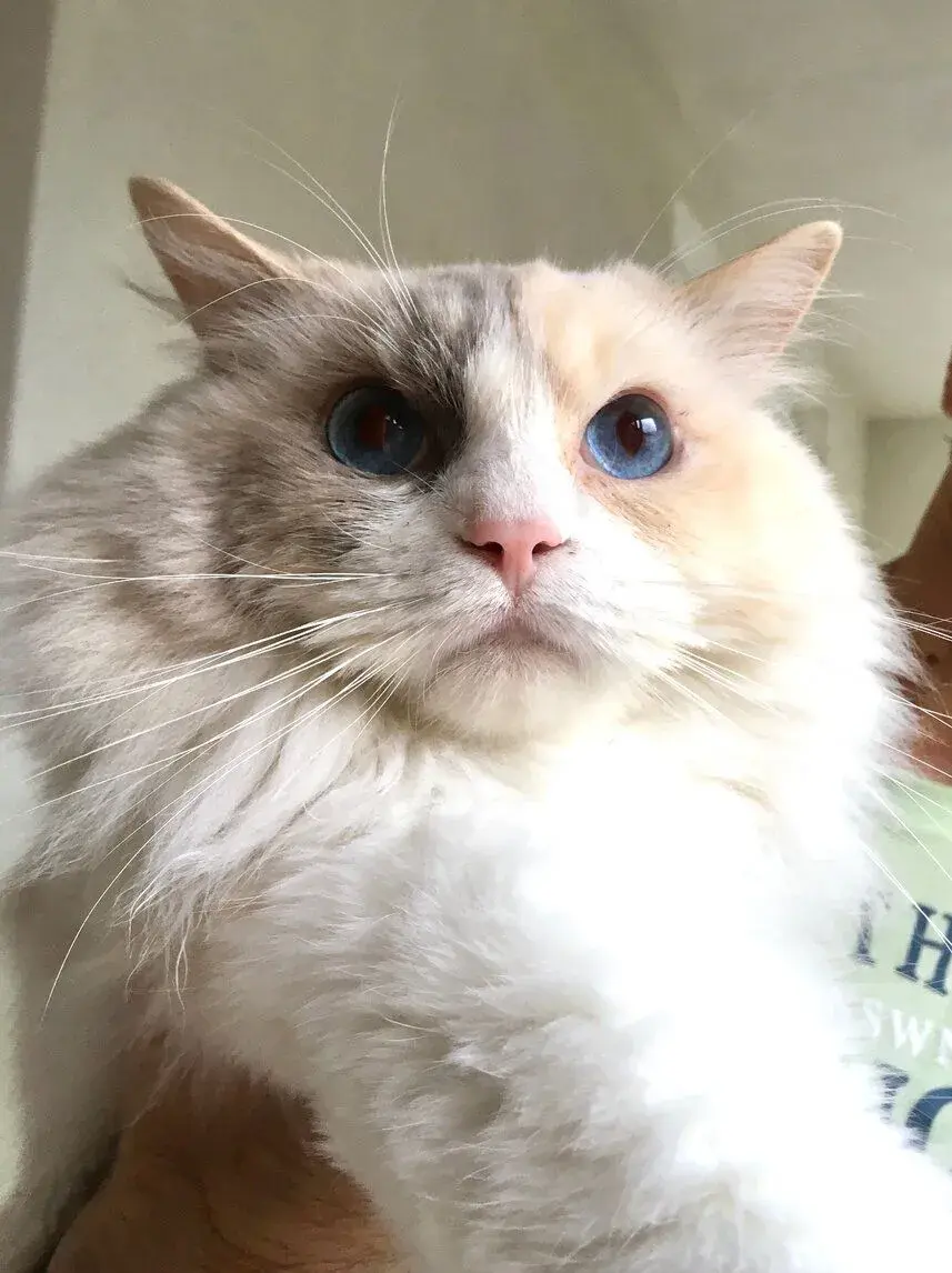 Ragdoll kočka s PP
