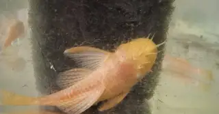 Ancistrus Gold