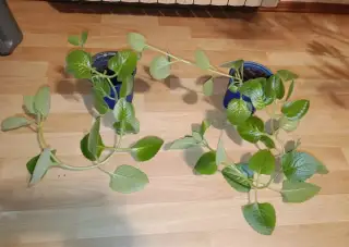 2x rýmovnik dl. 50 cm v květináči + 2x fíkus v květináči